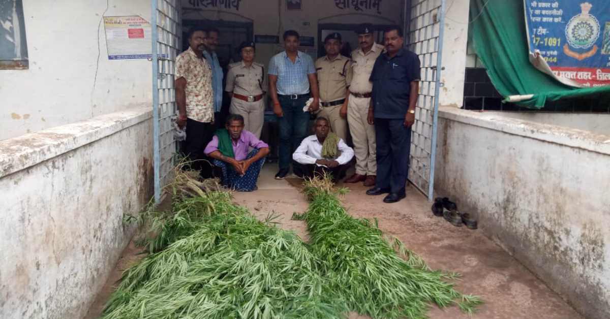 खेत और बाड़ी में उगाया था गांजा, पुलिस ने दबिश देकर पकड़ा, दो आरोपी गिरफ्तार