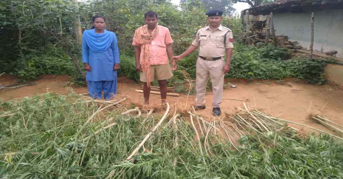 मक्का पौधों के बीच गांजे की खेती, ऐसे पकड़ में आया शातिर आरोपी