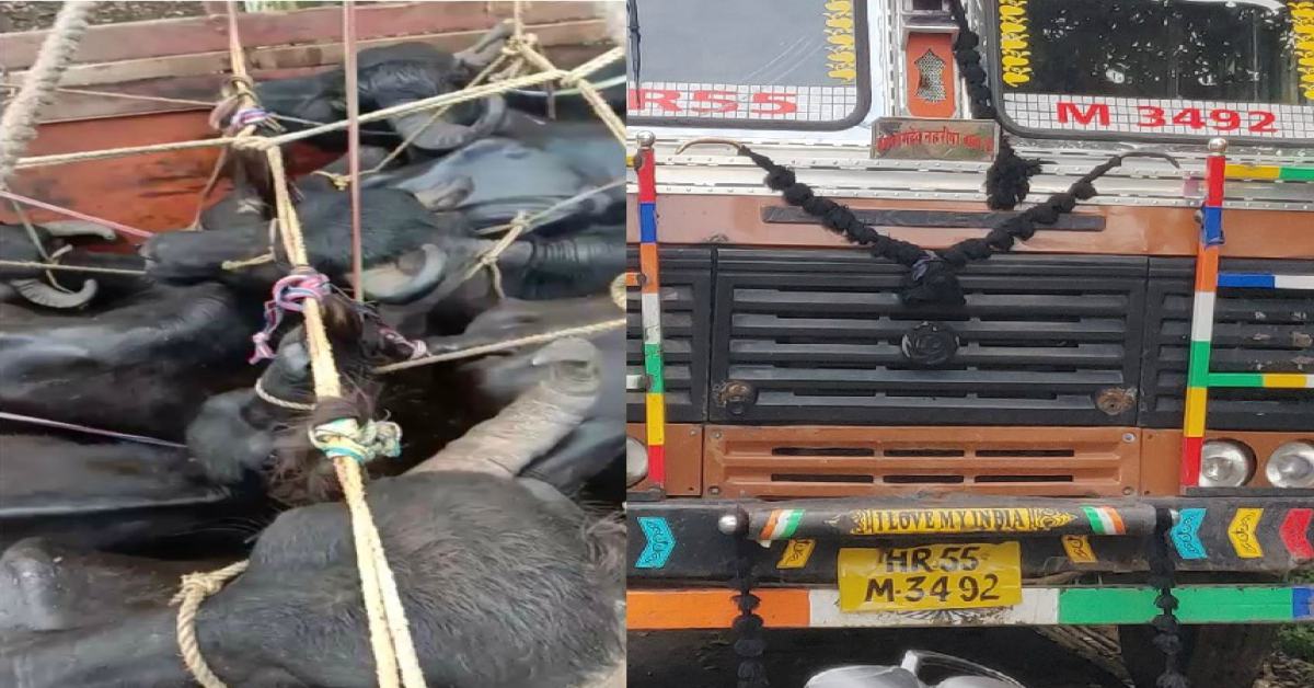 मवेशियों से भरी ट्रक पकड़ाई, दो आरोपी गिरफ्तार