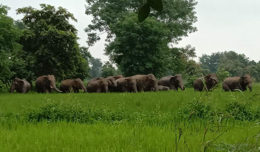 राजधानी से सटे इलाके में पहुंचा 13 हाथियों का दल, किसानों की फसल बर्बाद
