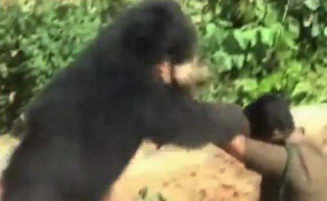 पहाड़ी कोरवा युवक की हुई भालू से जिंदगी और मौत की कुश्ती, फिर….