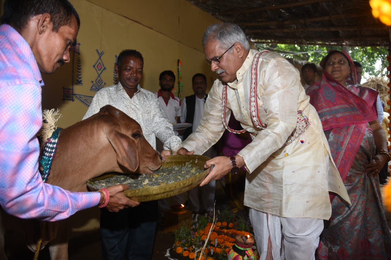 गोठान दिवस : सीएम हाऊस में पहली बार मनाया जा रहा पारंपरिक त्यौहार गोवर्धन पूजा, भूपेश बघेल ने कहा- 365 दिन गायों के लिये छाया, पानी और चारे की करें व्यवस्था