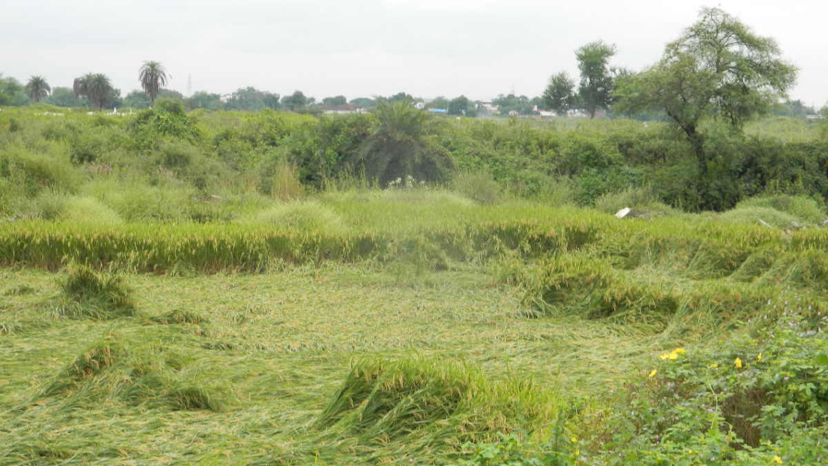 बेमौसम बारिश से बेहाल हुए अन्नदाता, 30 से 40 फीसदी फसल खराब होने की आशंका