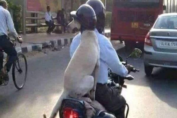 चालान का इतना ‘खौफ’ कि ‘कुत्ते’ तक को हेलमेट पहना रहे हैं लोग