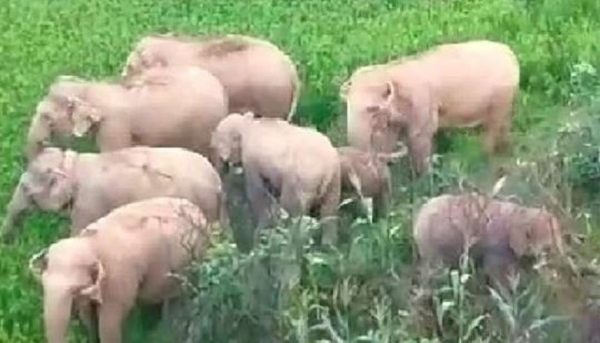 VIDEO: हाथियों के दल ने रिहायशी इलाके में जमाया डेरा, फसल किया बर्बाद, दहशत में ग्रामीण