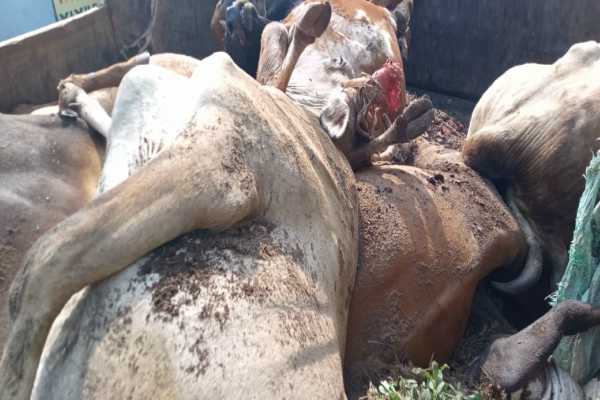 खुले में फेंका भोजन खाने से 14 गायों की हुई मौत, मचा हड़कंप