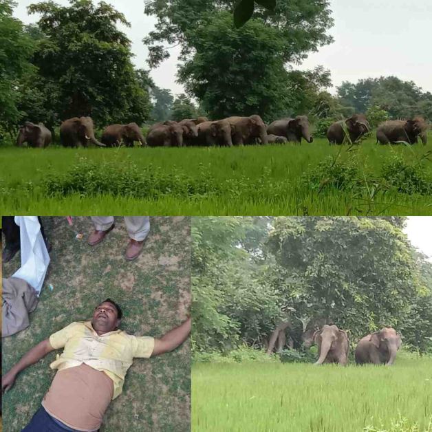 हाथियों के दल को नजदीक से देखने पहुंचे थे 5 दोस्त, गुस्साए हाथी ने एक को कुचला, बाकियों ने भागकर बचाई जान