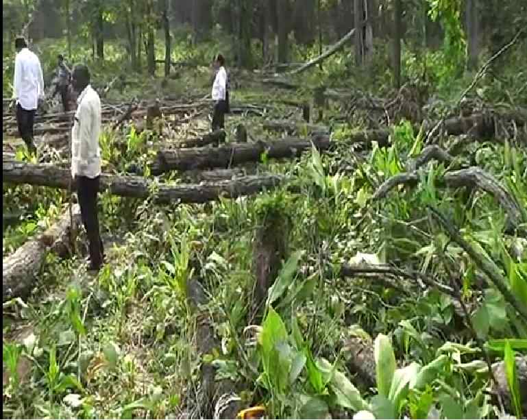 EXCLUSIVE : उदंती में अवैध कटाई, शिकायतकर्ताओं ने लगाए विधायक डमरुधर पुजारी पर रिश्तेदारों को बसाने के आरोप