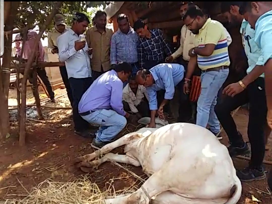 बड़ी ख़बर : कृषि मंत्री के विधानसभा क्षेत्र में 280 गायों की बिगड़ी तबियत, 1 गाय की मौत, 80 से ज्यादा गंभीर