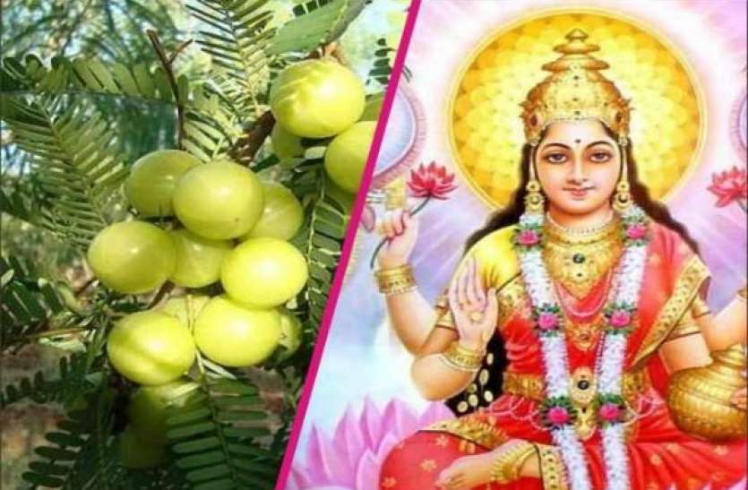 आंवला नवमी आज, संतान प्राप्ति और उसकी रक्षा के लिए महिलाएं करती हैं पूजा, जानिए पौराणिक महत्व और पूजा विधि के बारे में…
