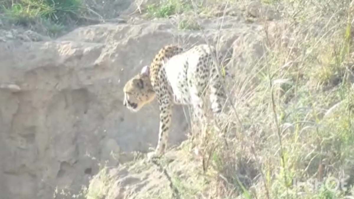 कूनो नेशल पार्क के बाड़े से जंगल में छोड़े गए 3 और चीते: पर्यटक चीतों का कर सकेंगे दीदार, देखिए VIDEO