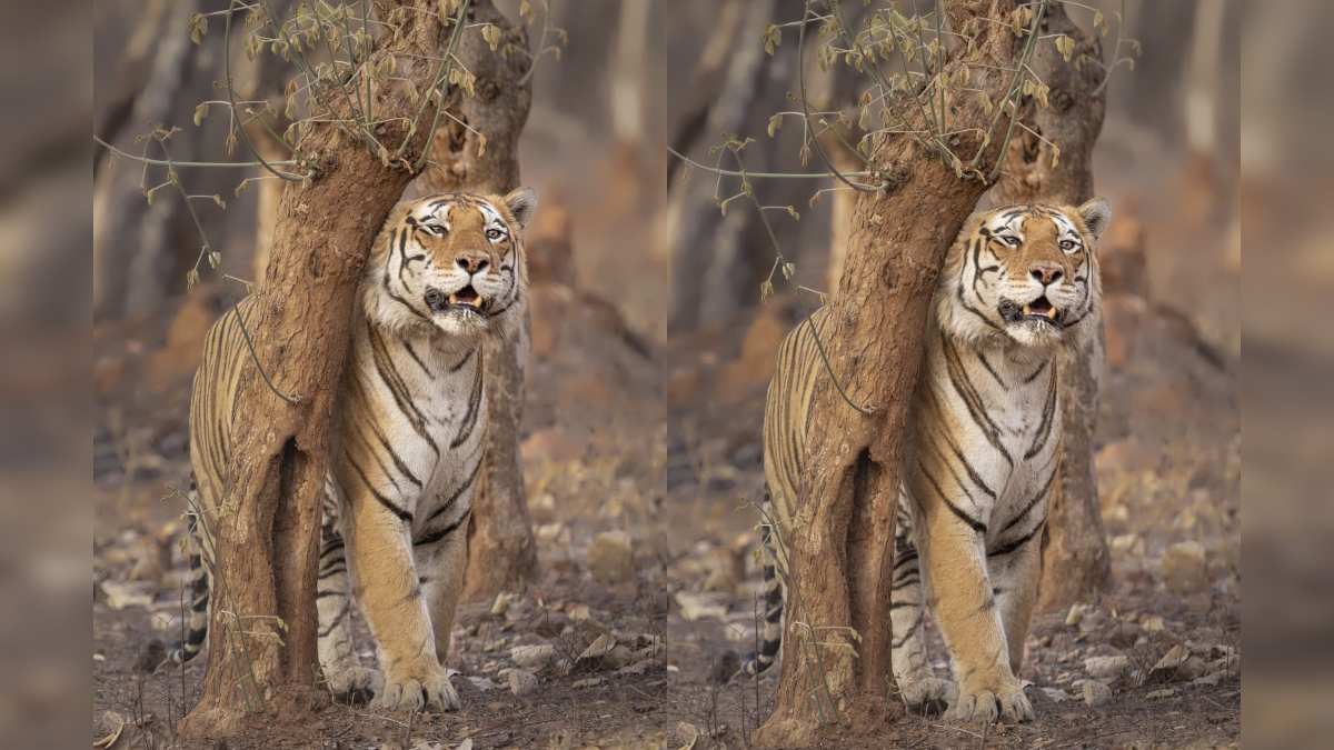 पन्ना टाइगर रिजर्व में टाइगर T-7 की मौत: बांधी बीट में मिला बाघ का शव, शरीर पर पाए गए चोट के निशान