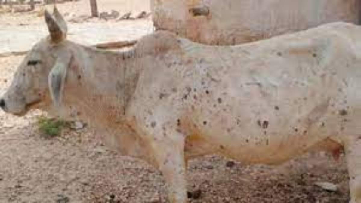 MP के पड़ोसी राज्यों में लंपी वायरस का प्रकोप: प्रदेश की सीमाएं सील, अलर्ट जारी…