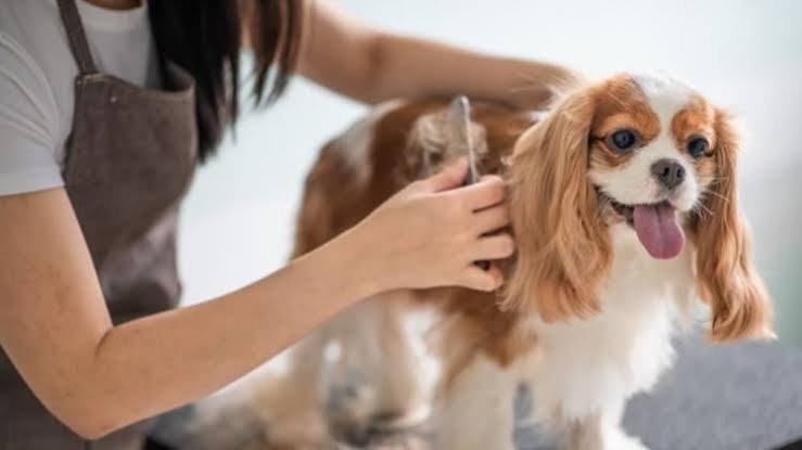 गर्मियों में इस तरह करें अपने Pets की Extra Care, इन गलतियों को करने से बचें
