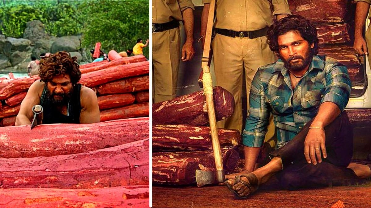 CG News: ‘पुष्पा’ से मिली प्रेरणा! अब छत्तीसगढ़ के जंगलों में भी होगा ‘रक्त चंदन’…