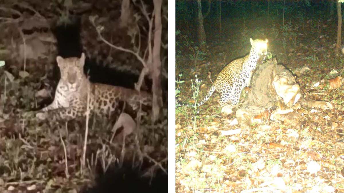 CG NEWS : खारा रेंज के पास वन विभाग के कैमरे में ट्रैप हुआ तेंदुआ, देखिए VIDEO