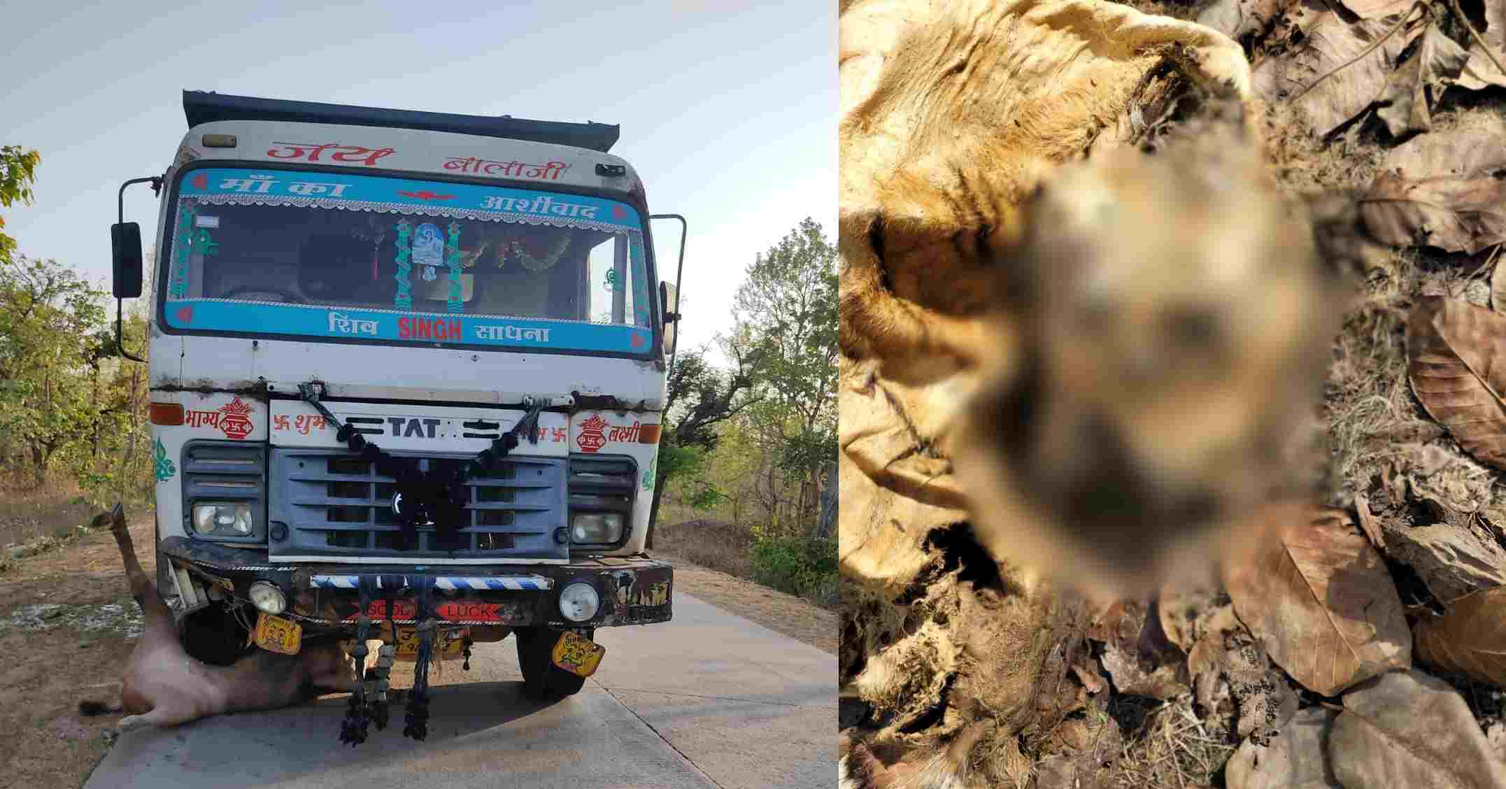 एमपी में दो वन्य प्राणियों की मौत: शहडोल के जंगल में मिला बाघ का शव, शिकार की आशंका, पन्ना में रेत से भरे डंपर की टक्कर से नीलगाय ने तोड़ा दम