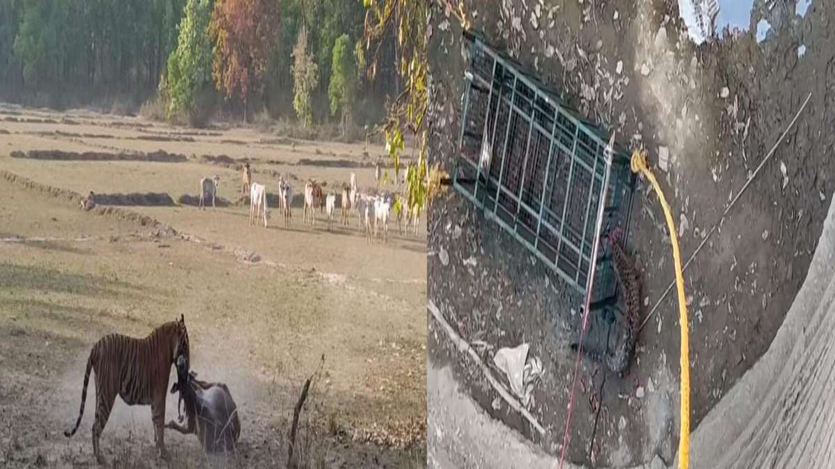 VIDEO: बांधवगढ़ में बाघ ने मवेशी पर किया अटैक, लाइव तस्वारें पर्यटकों के कैमरे में कैद, इधर कुएं में गिरे तेंदुए का वन विभाग ने किया रेस्क्यू