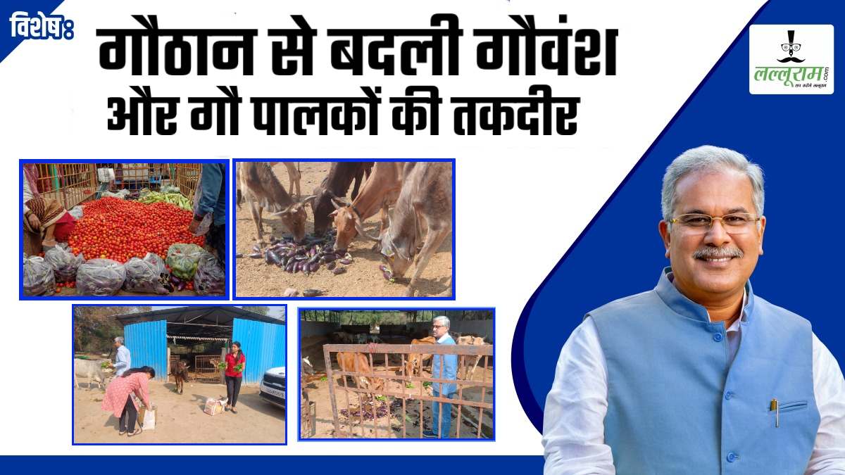 विशेष- गौठानों ने बदली गौवंश और गौ पालकों की तकदीर, गायों को गर्मी से बचाने शेड और फ़ॉगर की सुविधा, महिला समूह भी हो रहे खुशहाल, जानिए बघेल सरकार ने कैसे बदली सूरत ?