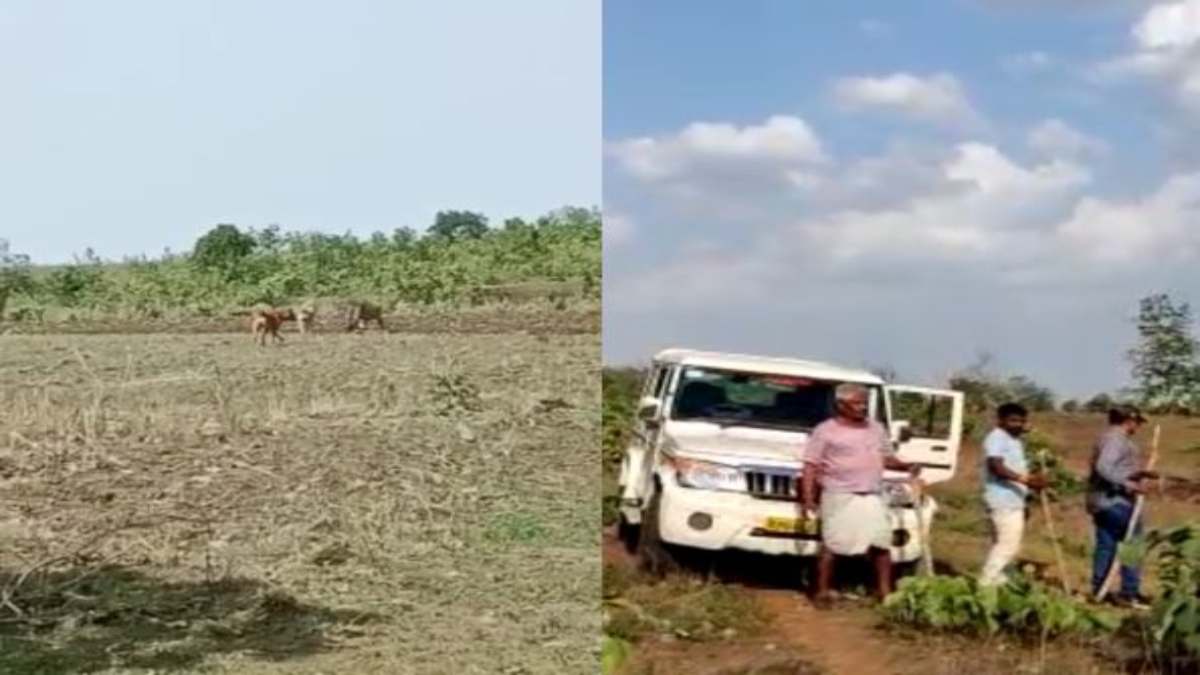 MP में तेंदुए का खौफ: खेत खलिहान में भी जाने से डर रहे लोग, घरों में कैद हुए ग्रामीण, वन अमला तैनात