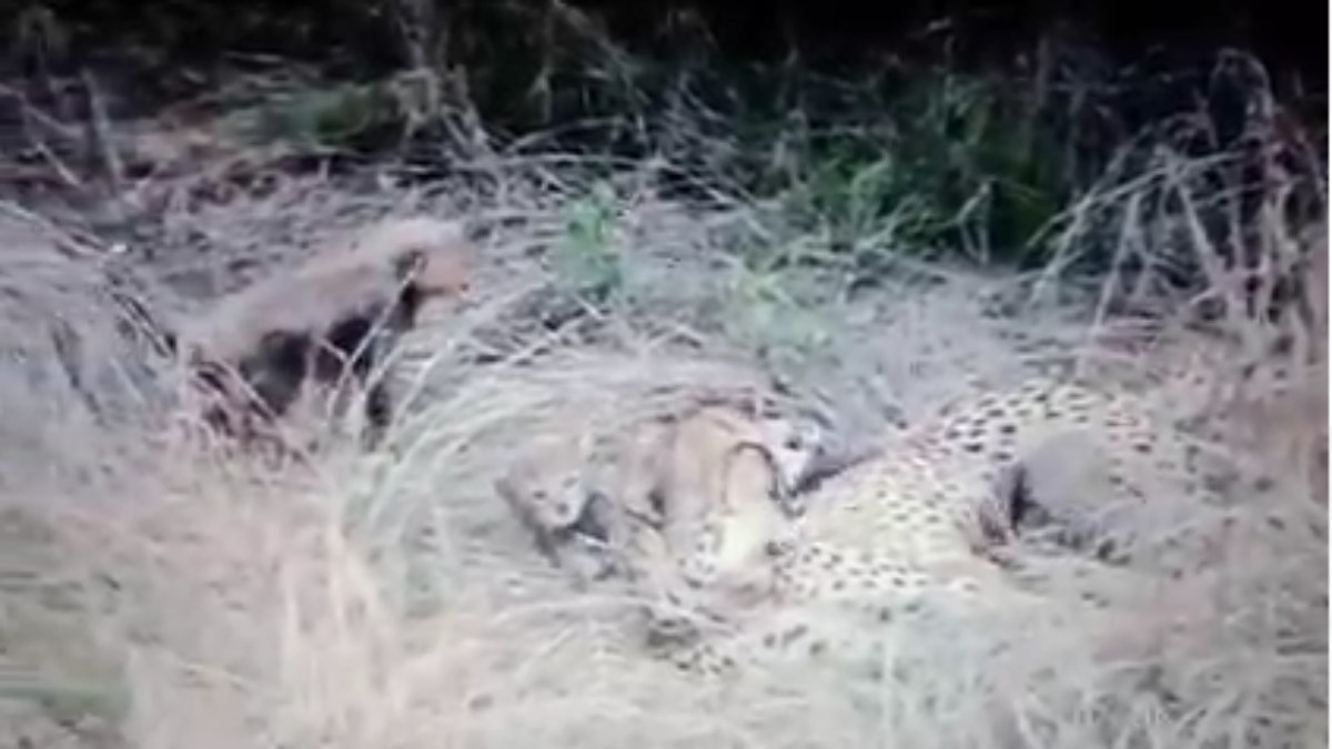 Kuno National Park से फिर आई बुरी खबर, चीता ‘ज्वाला’ के शावक की मौत, अब तक 4 चीतों की गई जान, अधिकारियों में मचा हड़कंप  