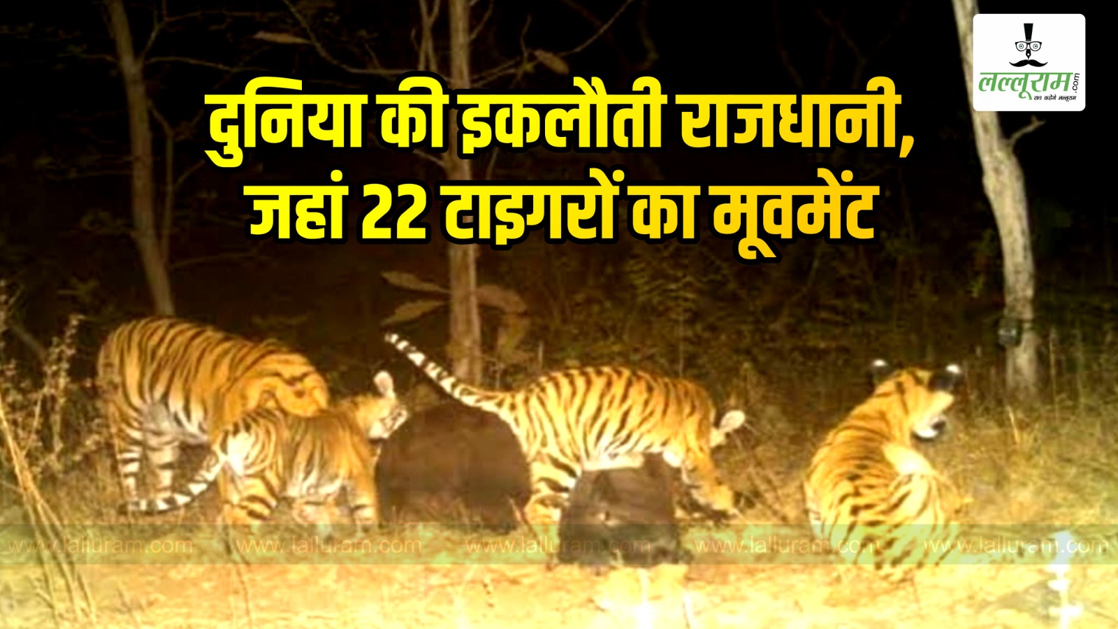 Exclusive: दुनिया की इकलौती राजधानी जहां 22 टाइगरों का मूवमेंट, वाल्मीकि नगर वन मार्ग आज से हो जाएगा बंद