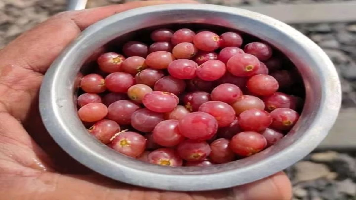 ज्यादा गर्मी में और भी रसीला और मीठा होता है रेगिस्तान का देसी अंगूर, इसे खाने से नहीं लगती लू …