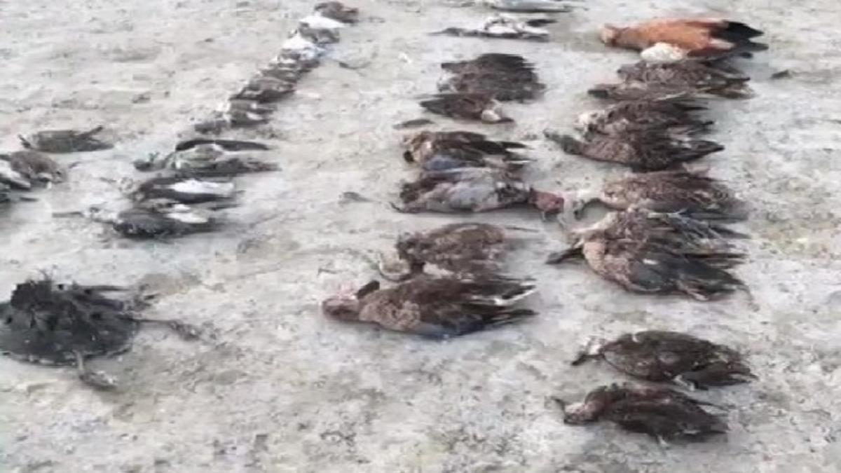 तालाब में उतराते मिले सैकड़ों पक्षियों के शव, मचा हड़कंप