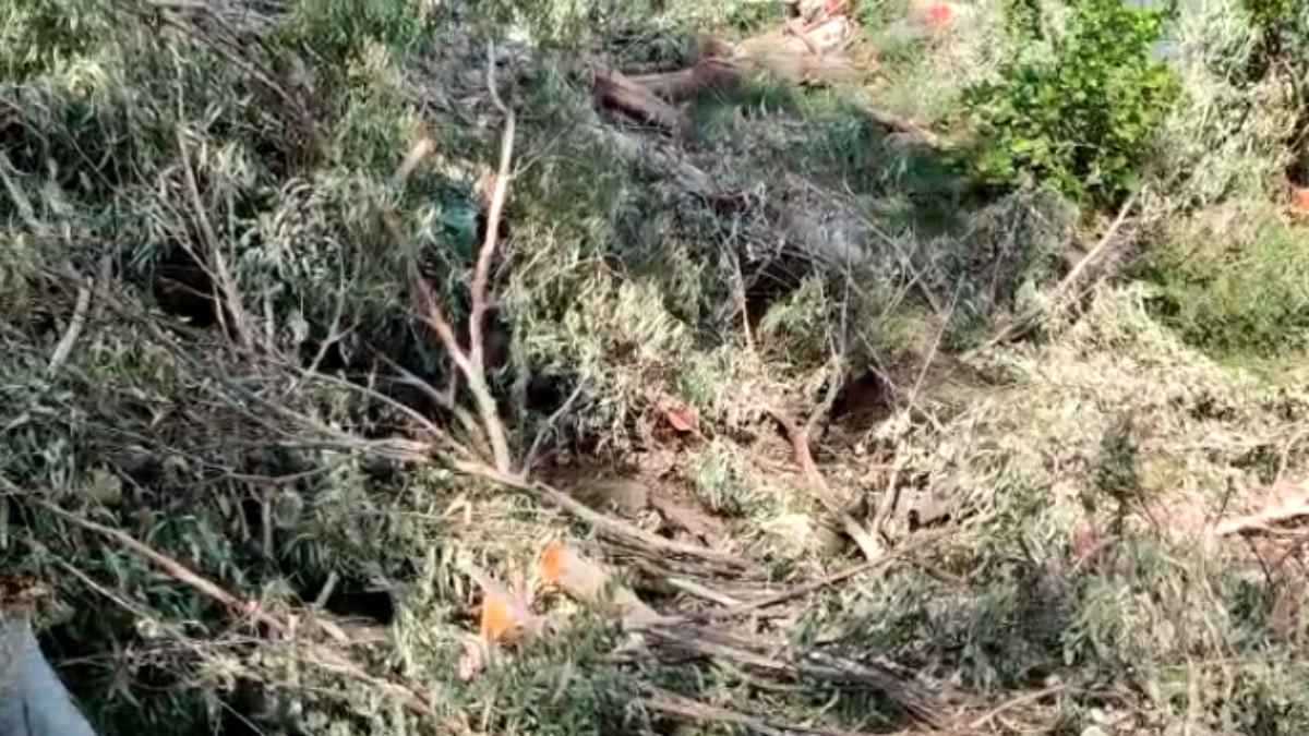 ऑक्सीजन प्लांट पर कुल्हाड़ी की मार: नगर पालिका कर्मचारी और एसडीएम की सांठगांठ से पेड़ों की कटाई, आखिर क्यों चढ़ा दी गई पेड़ों की बलि ?