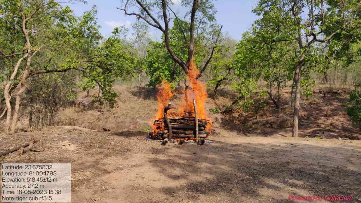 बांधवगढ़ टाइगर रिजर्व: कुंड के पास मिला मादा बाघ शावक का शव, नर बाघ के हमले में मौत की आशंका, शहडोल में भी सुबह मिला था बाघ का शव
