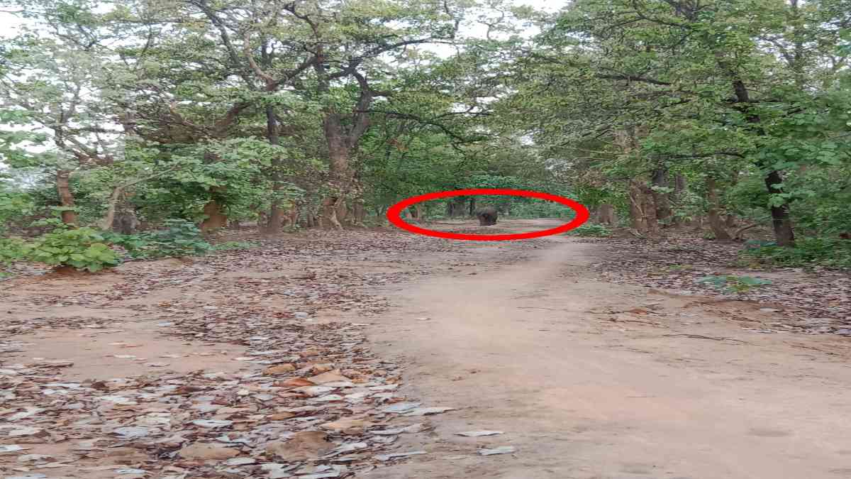 एक बार फिर शहडोल में हाथियों ने दी दस्तकः तेंदू पत्ता तोड़ने जंगल गई महिला पर किया हमला, गंभीर हालत में अस्पताल में भर्ती
