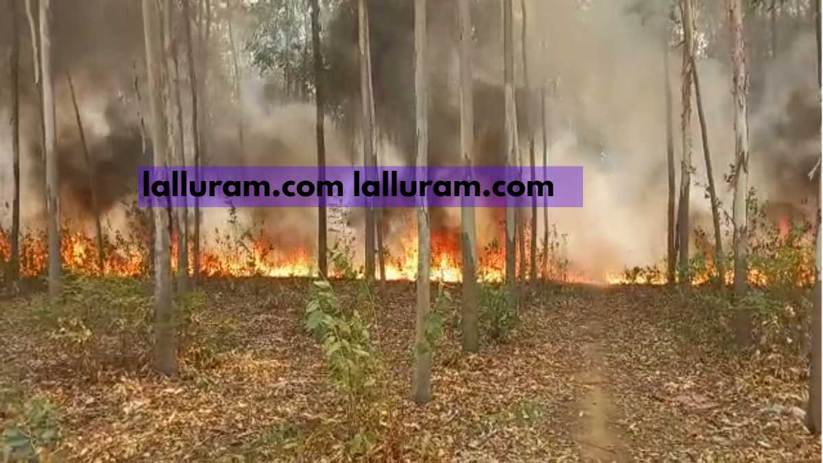 CG NEWS : बिरगुड़ी के जंगल में लगी भीषण आग, देखें VIDEO…