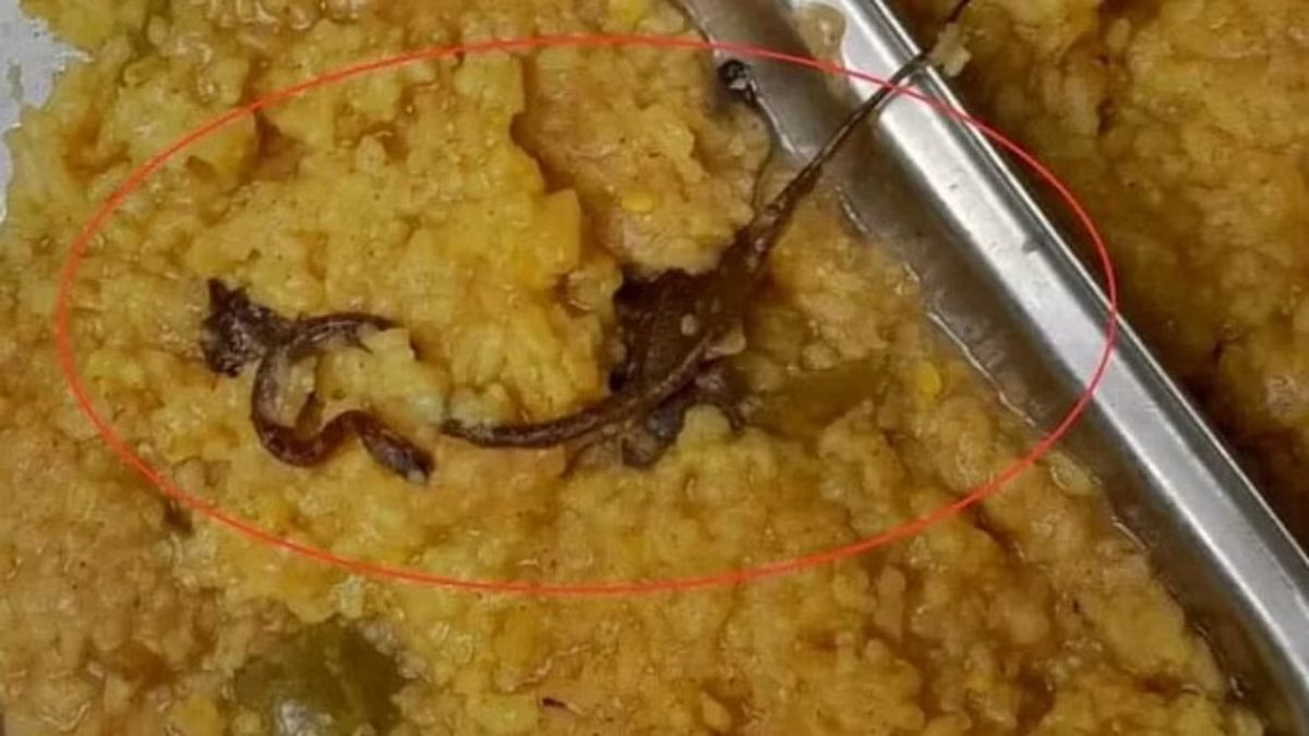 Snake in Mid Day Meal : सरकारी स्कूल के मिड डे मील में निकला सांप, 100 से ज्यादा बच्चे हुए बीमार, इलाज जारी