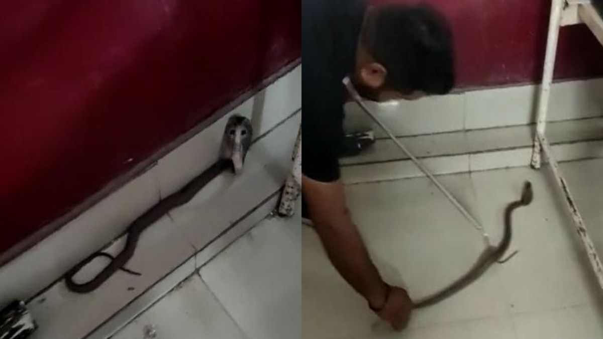 CG NEWS : अस्पताल में मरीज के बेड के नीचे फन फैलाए बैठा मिला नाग, सांप मिलने से मचा हड़कप, देखें VIDEO