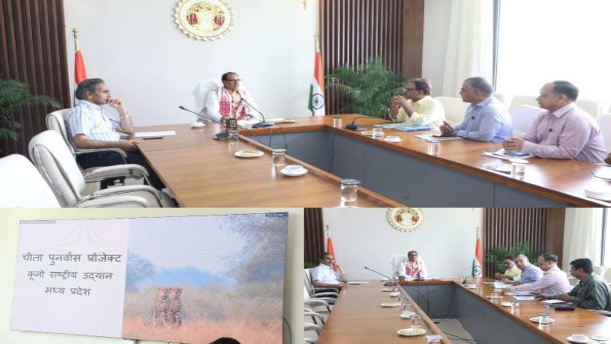 राजधानी में NTCA की बड़ी बैठक: देशभर के टाइगर रिजर्व की समस्याओं पर होगा मंथन, इधर सीएम शिवराज ने कूनो में चीतों की मौत के संबंध में अधिकारियों से ली रिपोर्ट