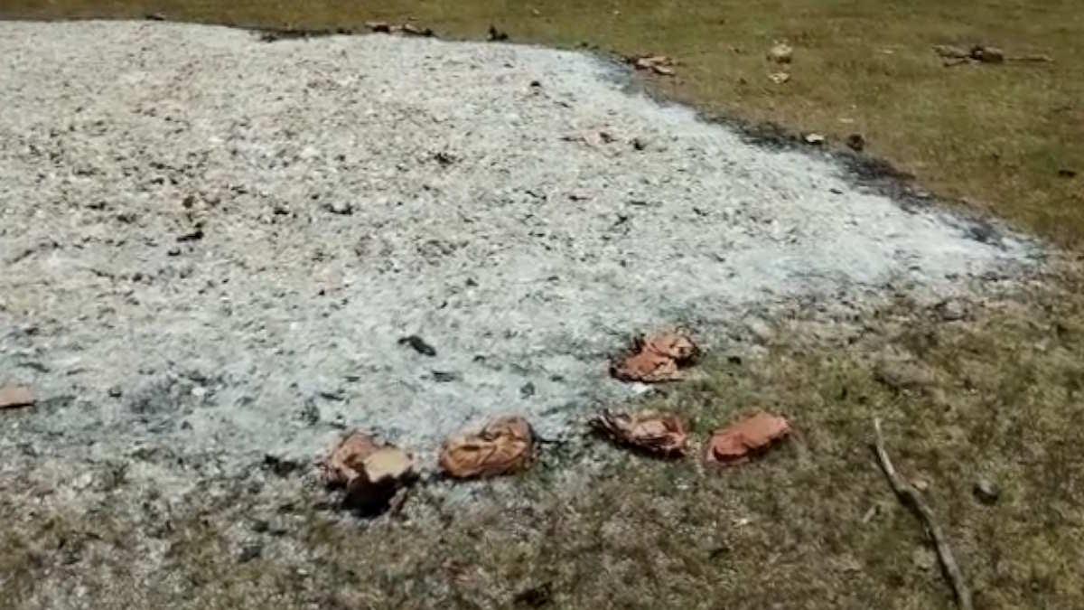 लाल सेना की फिर कायराना हरकत, हरे सोने को जलाकर किया राख