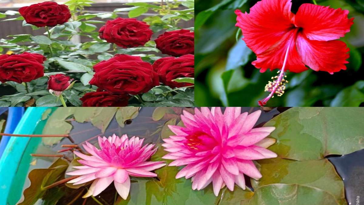 Vastu Tips: वास्तु शास्त्र के अनुसार घर में ये तीन फूल लगाना है बेहद शुभ, जानिए किस दिशा में लगाएं कौन सा फूल