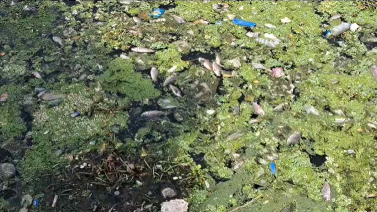 नौगांव-खजुराहो और छतरपुर में पारा 45 डिग्री: लगातार तापमान बढ़ने से तालाब में हजारों मछलियों की मौत