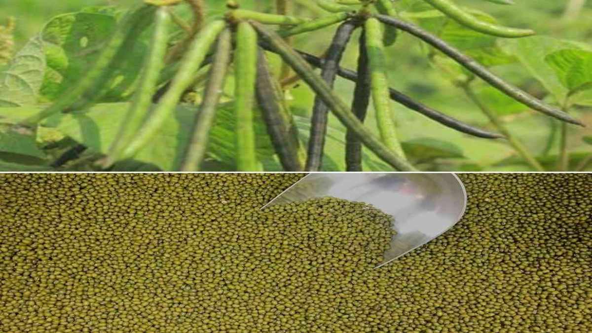 ग्रीष्मकालीन मूंग फसल के उत्पादन में MP ने बाजी मारी: प्रदेश में देश का 40% उत्पादन, 12 जून से समर्थन मूल्य पर शुरू होगी खरीदी