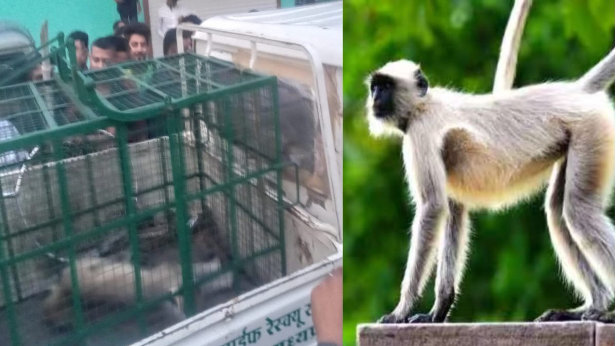 21 हजार का इनामी बंदर पकड़ाया: दूसरे जिले से बुलानी पड़ी टीम, कई लोगों को काटकर कर चुका था जख्मी