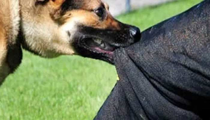 Noida News: सोसाइटी में कुत्ते ने बच्चे को काटा, मालिक पर मुकदमा