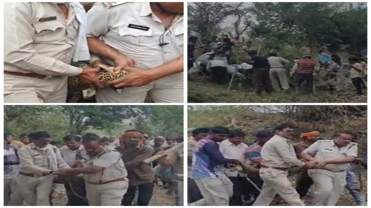 जान जोखिम में डालकर वन कर्मियों ने किया तेंदुए का रेस्क्यू: VIDEO देखकर रह जाएंगे हैरान  