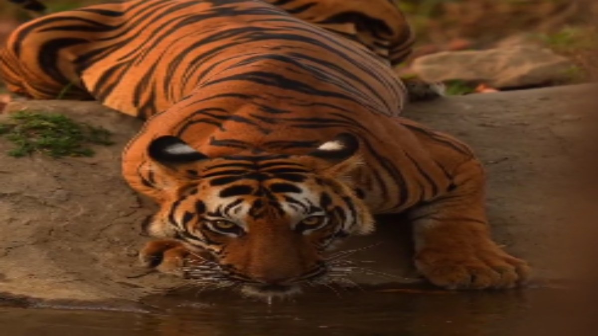 सतपुड़ा टाइगर रिजर्व में दिखा रोमांचक नजारा VIDEO: भीषण गर्मी में कंठ की प्यास बुझाते बाघ की अद्भुत तस्वीर कैमरे में हुई कैद 