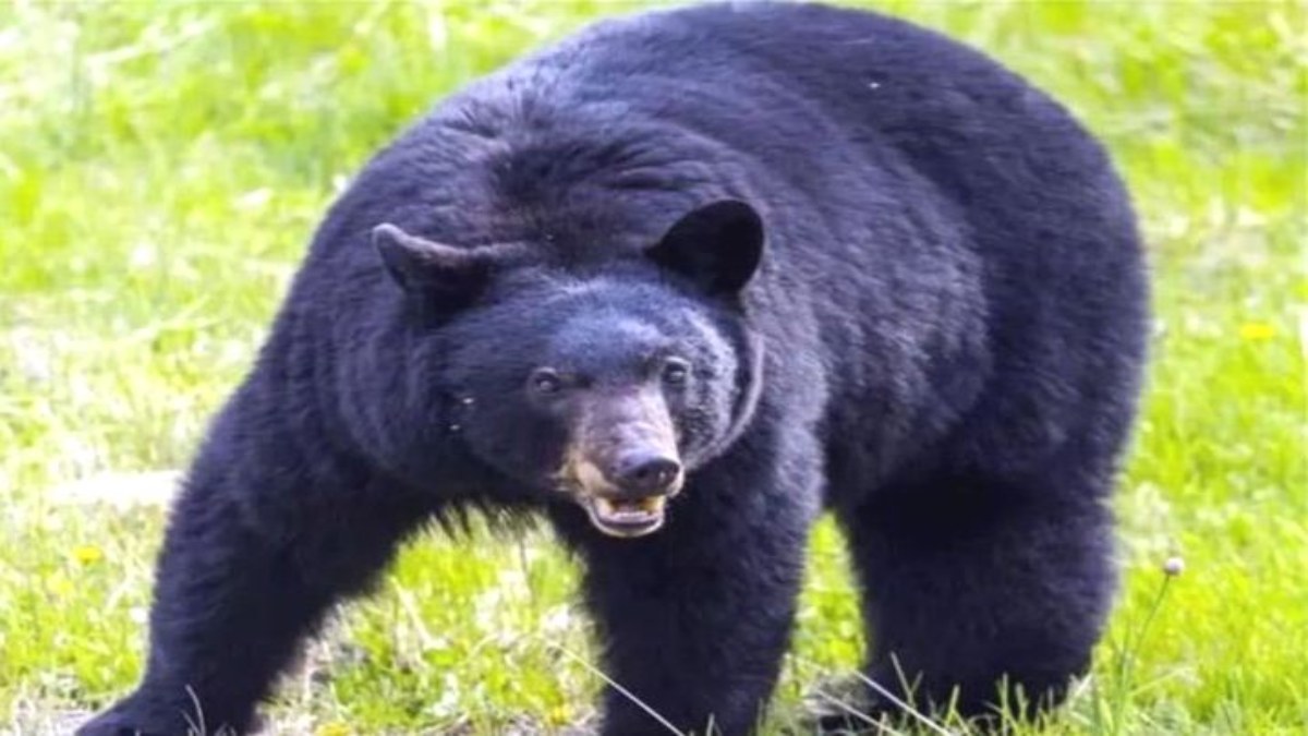 घर में घुसा भालू, मचा हड़कंप VIDEO: ग्रामीणों ने एक कमरे में किया बंद, देरी से पहुंची वन विभाग की टीम