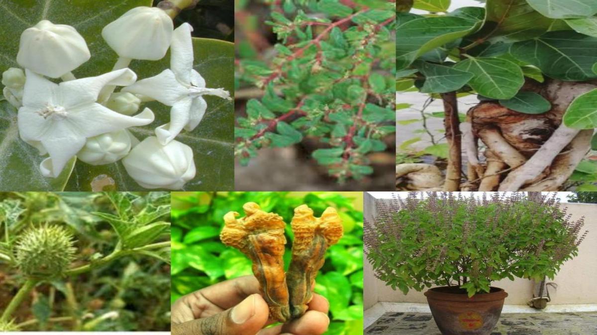 चमत्कारी होती है इन पेड़ों की जड़ें, आप भी जानेंगे तो हैरान रह जाएंगे, 10 असरदार टोटके