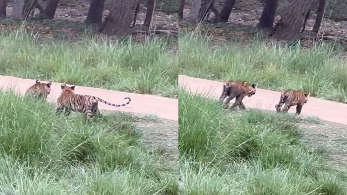 बाघिन और शावकों की अठखेलियां: एक-दूसरे को छेड़ते जंगल की सैर में निकले शावक, पर्यटकों ने खूबसूरत नजारे को कैमरे में किया कैद