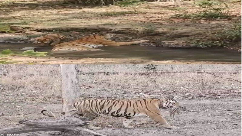 Wild Animals: पन्ना टाइगर रिजर्व में गर्मी से राहत पाने  बाघिन और शावक की मस्ती, सिवनी पेंच टाइगर रिजर्व में बाघिन सीखा रही शिकार के गुर