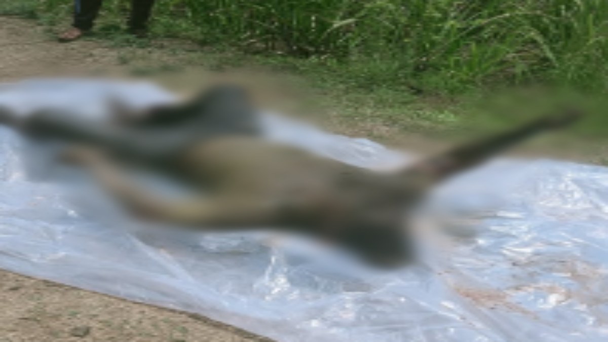 MP Crime News : खेत में शव मिलने से फैली सनसनी, नहीं हुई शिनाख्त, जांच में जुटी पुलिस 