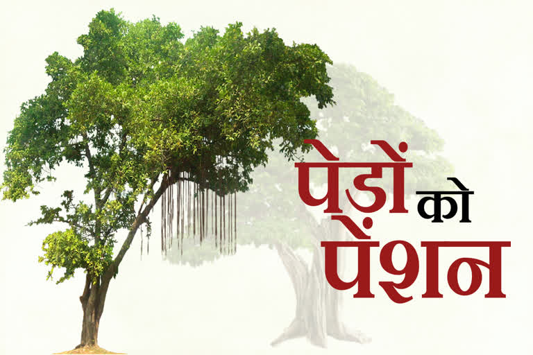 Gurugram में 75 साल से अधिक पुराने पेड़ों को मिलेगा वन विभाग से 2500 रुपए वार्षिक पेंशन