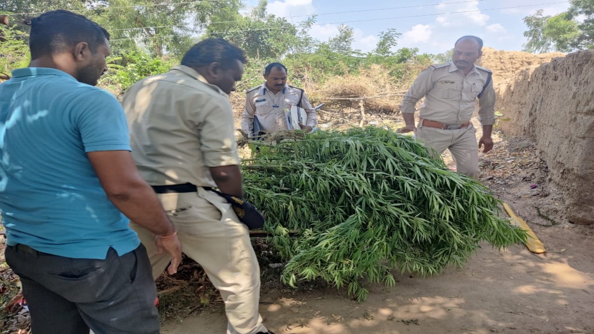 MP में नशे के खिलाफ पुलिस की बड़ी कार्रवाई: शहडोल में गांजे की खेती कर रहा शख्स गिरफ्तार, भारी मात्रा में पौधे जब्त, इधर बैतूल में दो गांजा तस्कर पकड़ाए